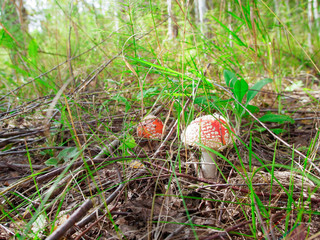 two little fly agaric in the grass