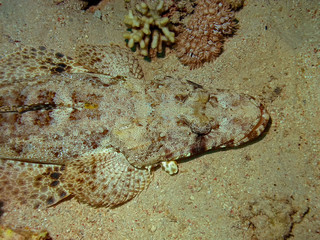 A Crocodilefish (Papilloculiceps longiceps) in the Red Sea