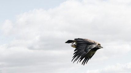 Vulture