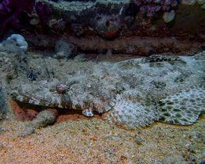 A Crocodilefish (Papilloculiceps longiceps) in the Red Sea