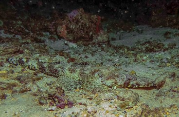 Fototapeta premium A Crocodilefish (Papilloculiceps longiceps) in the Red Sea