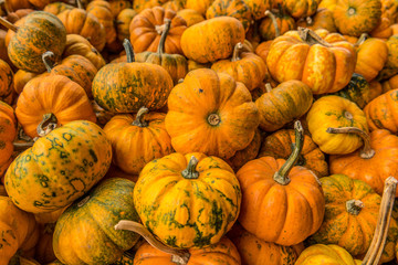 Mini pumpkins at the market