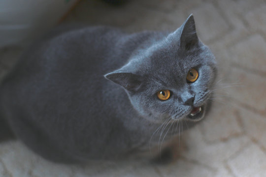 cat meowing and look up