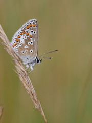Brown Argus