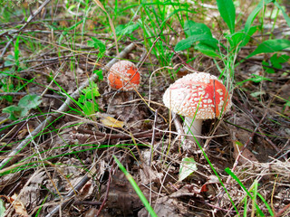 two little fly agaric in the grass