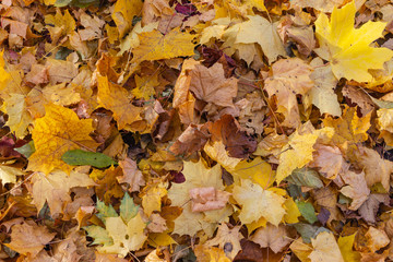  autumn background of yellow leaves