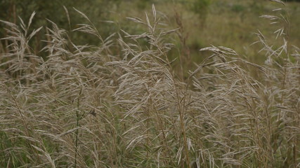 village, countryside, hamlet