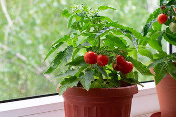 Small bush of balcony cherry tomatos in brown pots on white windowsill. Gardening tomatoes in the...