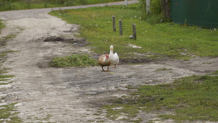 village, countryside, hamlet