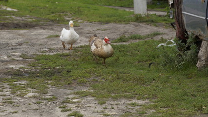 village, countryside, hamlet