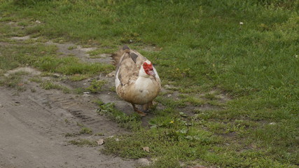 village, countryside, hamlet