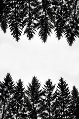 Vertical background made of black contrasting silhouettes of Christmas trees. Isolated spruces