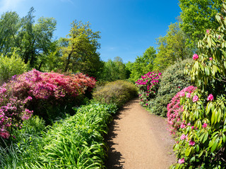 Beautiful nature and purple blooming flowers in spring season - Isabella plantation of Richmond park in London