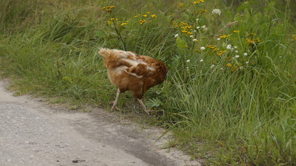 village, countryside, hamlet