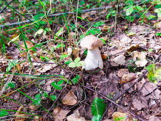 white mushroom in the grass