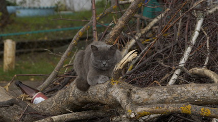 village, countryside, hamlet