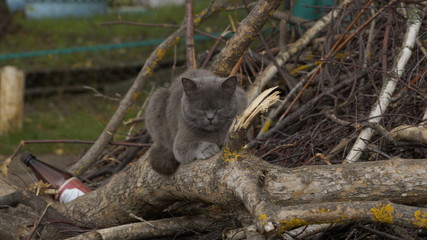village, countryside, hamlet