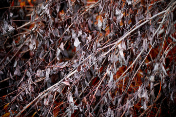 branches of a fallen tree with dry lifeless leaves, behind which you can see the autumn vegetation. Dead plant texture. toned