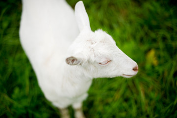 Obraz premium white young goat close-up on a background of blurred green meadow
