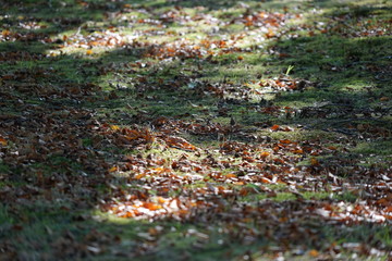 Laub auf dem Grasboden des alten Kurparks in Timmendorfer Strand