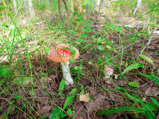 red mushroom in the forest