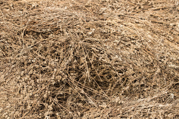 Piles of dried flowers. Lavandula - plant in the mint family, Lamiaceae. Bio waste of the perfume industry.	