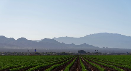 Farmland near Marana, Pima County, Arizona