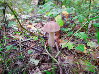 mushroom in the forest
