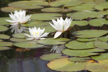 White tender flowers on the water