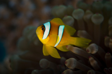 Anemonefish