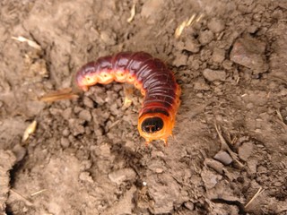 caterpillar on leaf