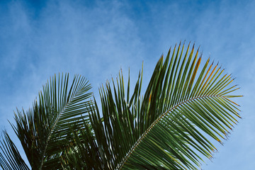 palm tree against blue sky