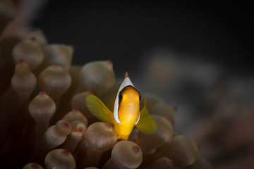 Anemonefish