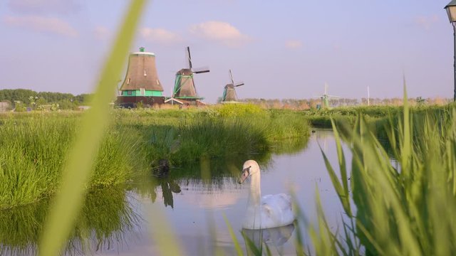 Swans at Windmills in Netherlands