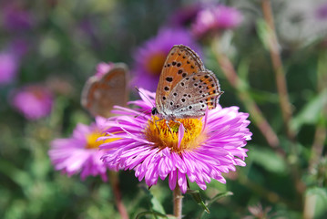 butterfly on a flower