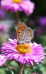 butterfly on a flower