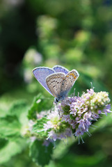  small blue butterfly on a mint inflorescence