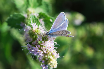  small blue butterfly on a mint inflorescence