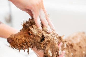 Washing poodle dog in pet grooming salon .