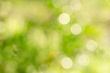 Obraz premium Green background, blurred bokeh and sunlight 