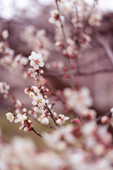 梅の花