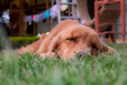 perro, animal, mascota, perro cobrador, cachorro, dorada, cuca, canino, golden retriever, c&eacute;sped, caf&eacute;, naturaleza, amiga, mam&iacute;fero, joven, labrador, retrato, alegre, triste, domestica, engendrar, ver