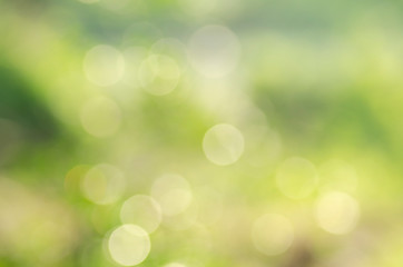 Obraz premium Zielone tło, niewyraźne bokeh i światło słoneczne