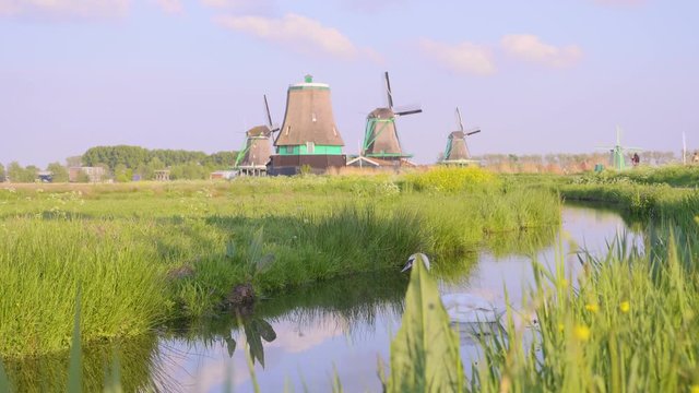Swan at Windmills in Netherlands