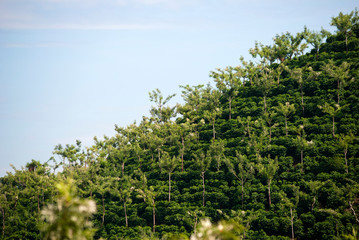 Mountain reforestation in rural area of Guatemala, Bosoca area outdoor vegetation. Central America, forest source of oxygen and water.