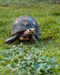 tortuga, tortuga, animal, reptilia, caracola, césped, atrasado, naturaleza, fauna, inhospitalario,...