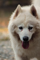 Obraz premium perro, animal, blanco, mascota, samoyedo, canino, canis lupus, cachorro, retrato, cuca, mamífero, husky, pelaje, domestica, pedigrí, joven, engendrar, lengua, hermoso, naturaleza, purasangre, aislada,