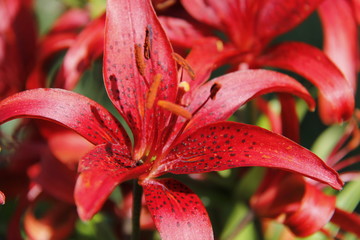 Red lily's details