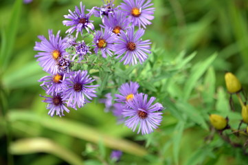 Obraz premium flowers in garden