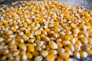 Corn used to make popcorn but uncooked and upopped. Raw ingredient used for food.